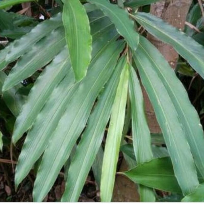 

rempah masakan daun walang pres pr 500g