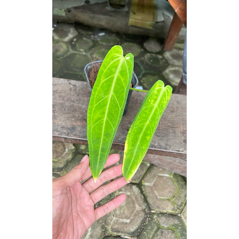 anthurium lidah gajah