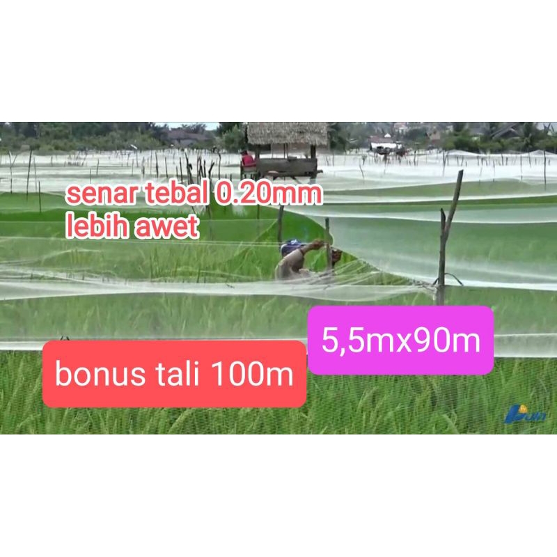 JARING BURUNG SAWAH SENAR TEBAL 0.20MM JARING PENGAMAN HAMA BURUNG PIPIT BURUNG EMPRIT SAWAH