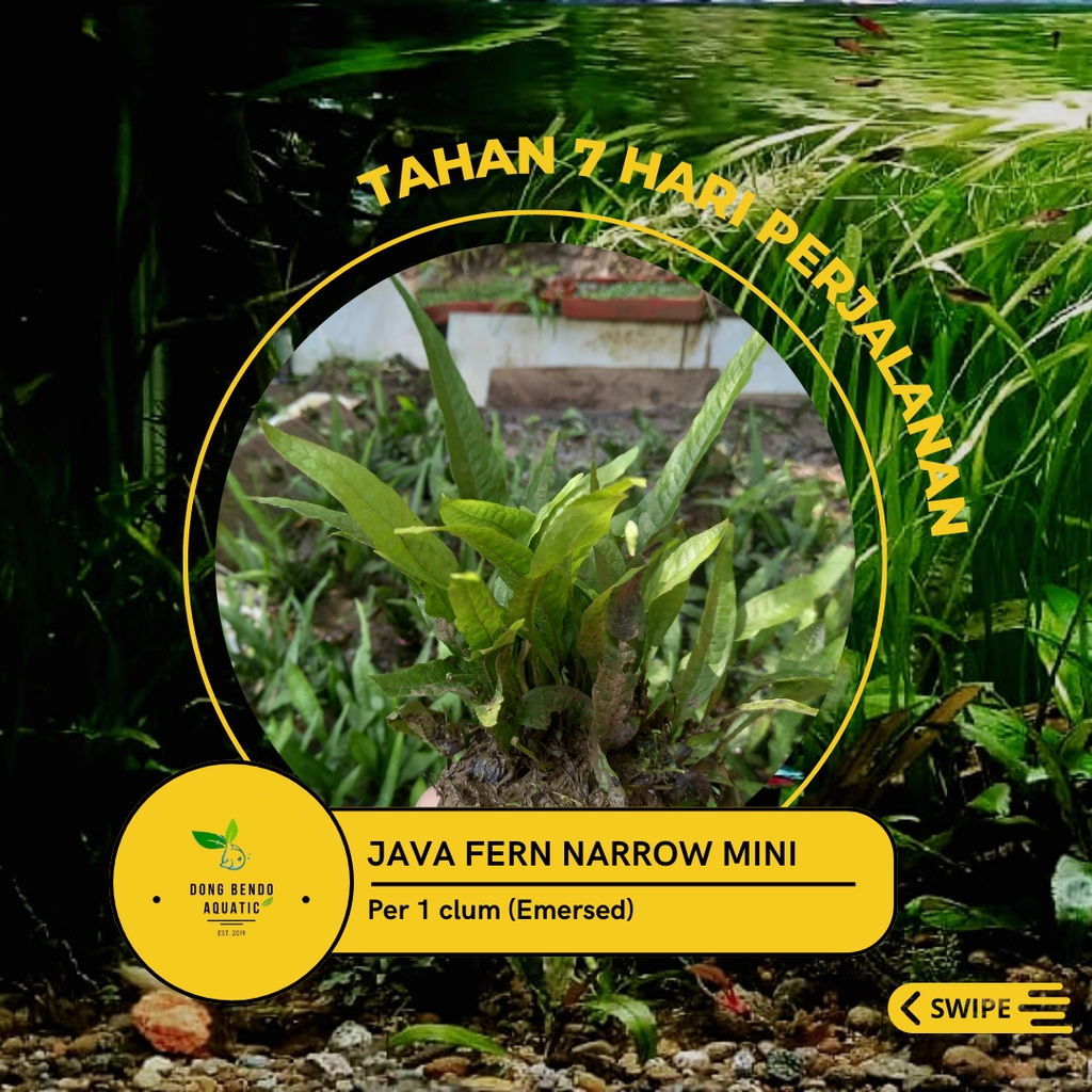 Kadaka Java Fern Narrow Mini/ Microsorum Pteropus Narrow / kadaka java fern mini aquascape gamapang