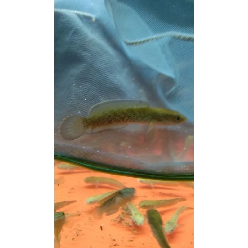 pikayndayaquatick@gmail.com