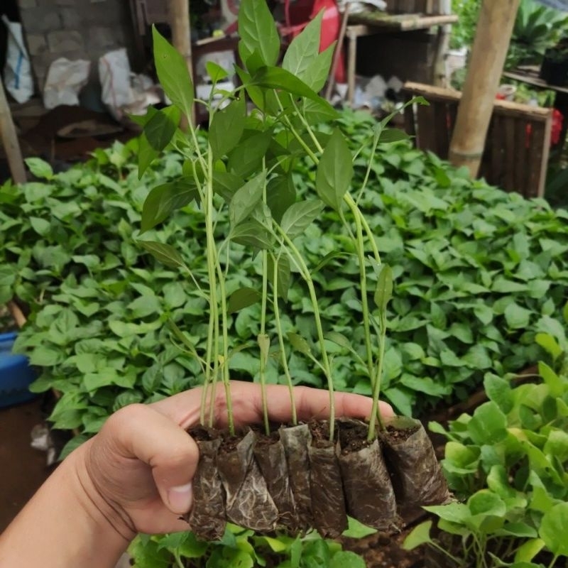 BIBIT HIDUP - Bibit Cabe Merah Besar Siap Tanam