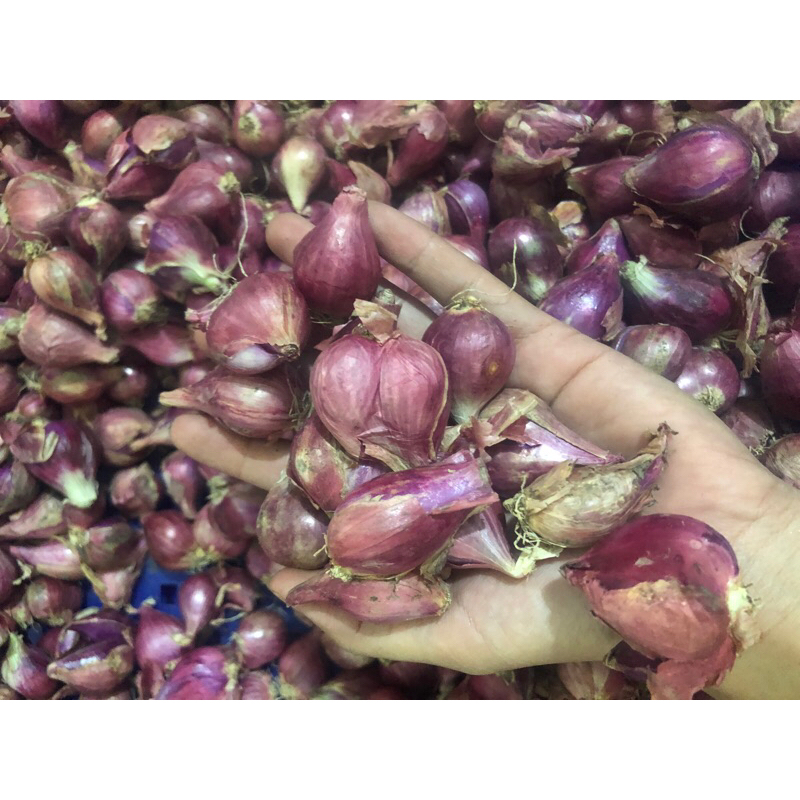 

Bawang Merah BREBES Sedang