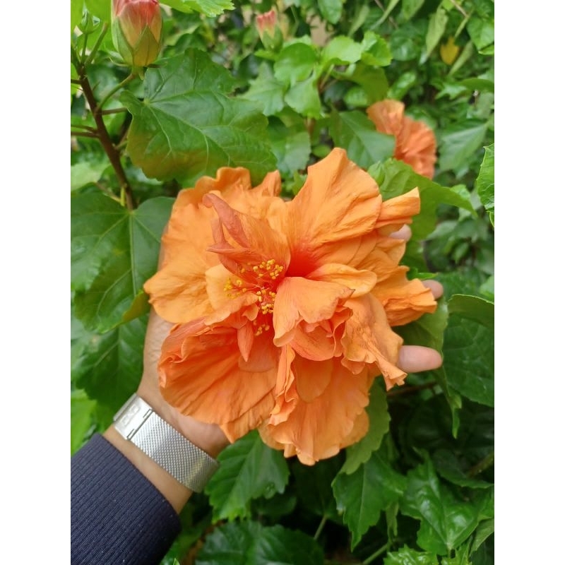 Tanaman hias hibiscus orange tumpuk termurah/bunga sepatu import /hibiscus orange tumpuk /laluna_gar