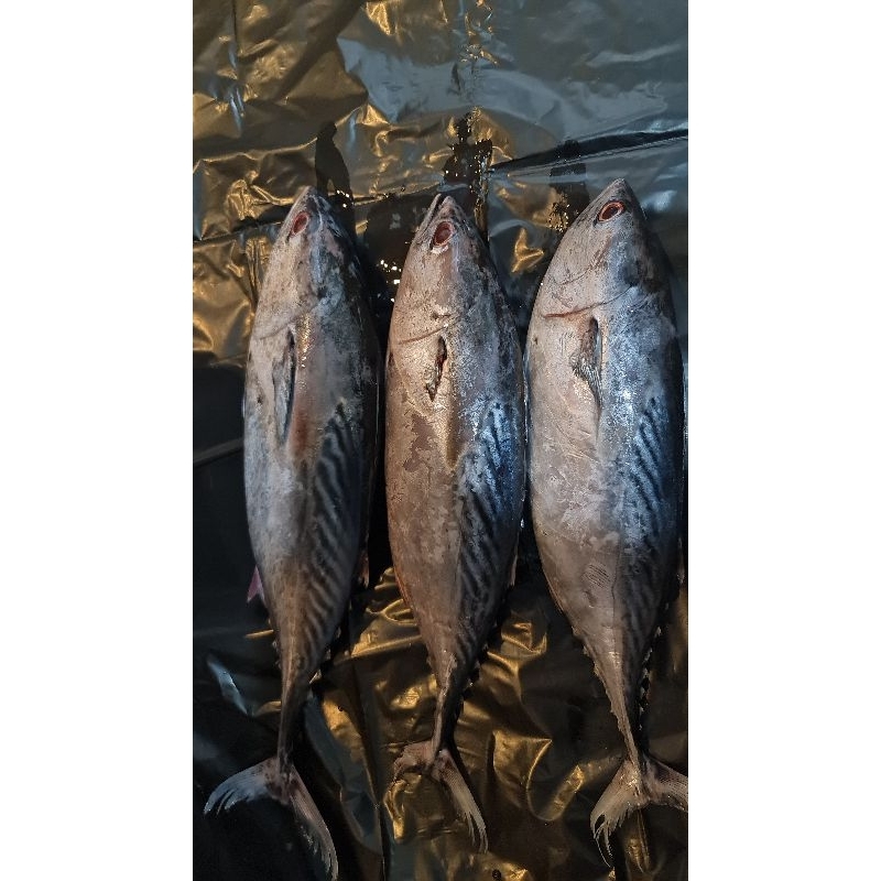

Ikan Tongkol