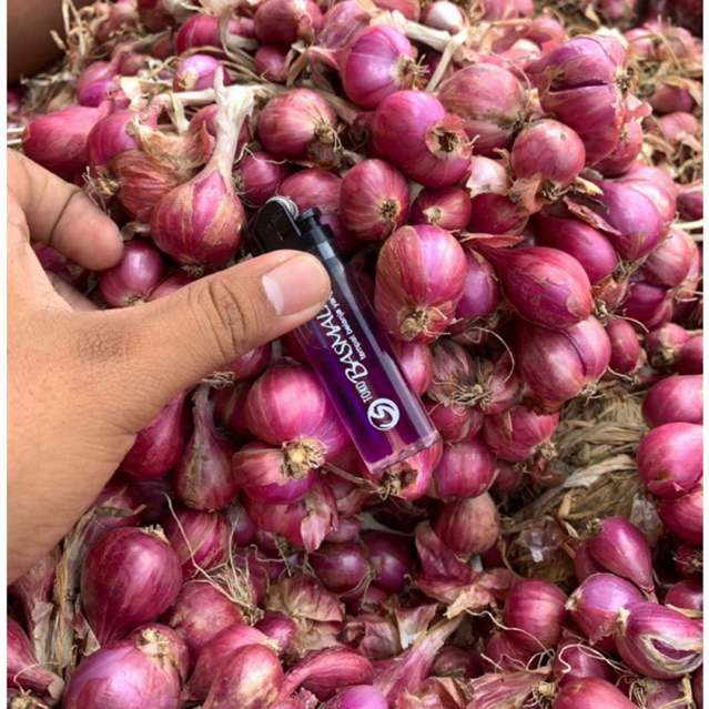 

BAWANG MERAH PROBOLINGGO 1 KG