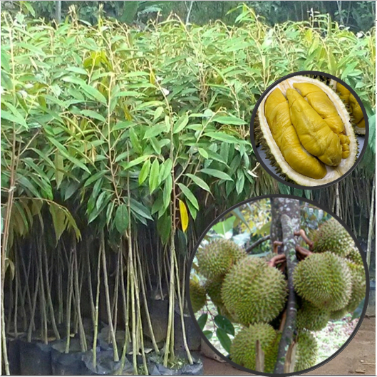 BIBIT DURIAN MUSANG KING PREMIUM
