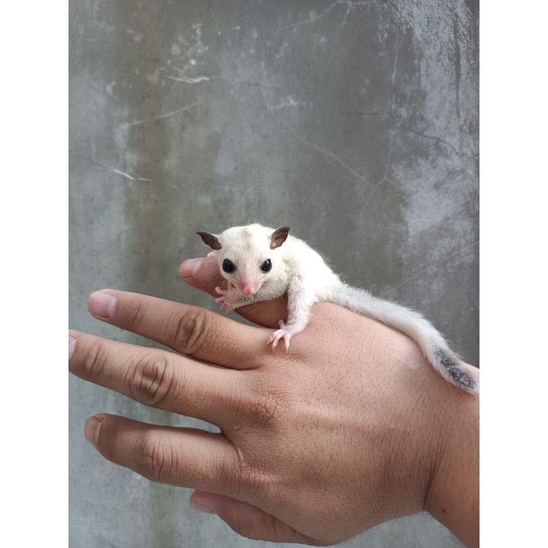 Sugar Glider wf white face Platinum Betina