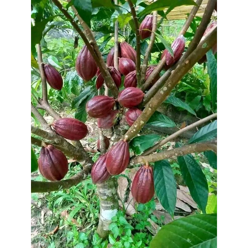 Bibit kakao// kopi coklat