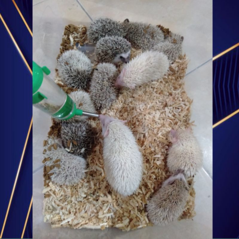 landak mini anakan albino,pinto,saltpaper,cinnicot,cinamon dll