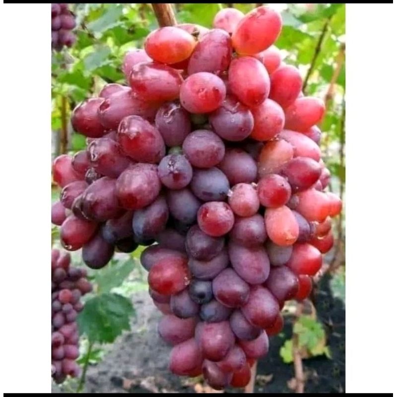 BIBIT ANGGUR import 3 bibit