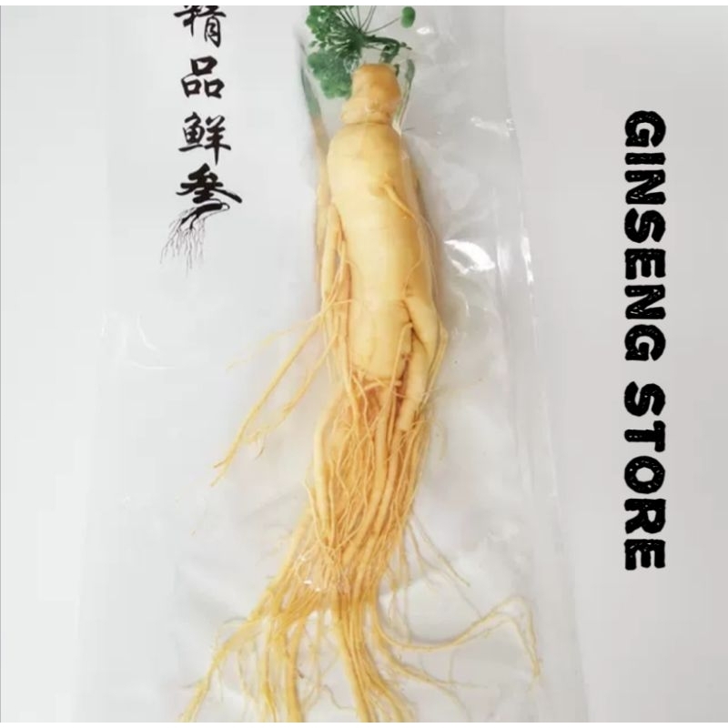 

Akar Ginseng Kemasan 100 Gram (COD)