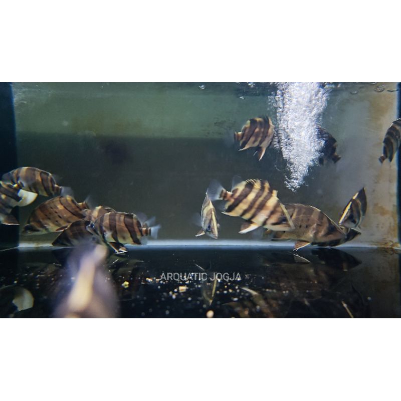 datz sum mixbar 8-10cm