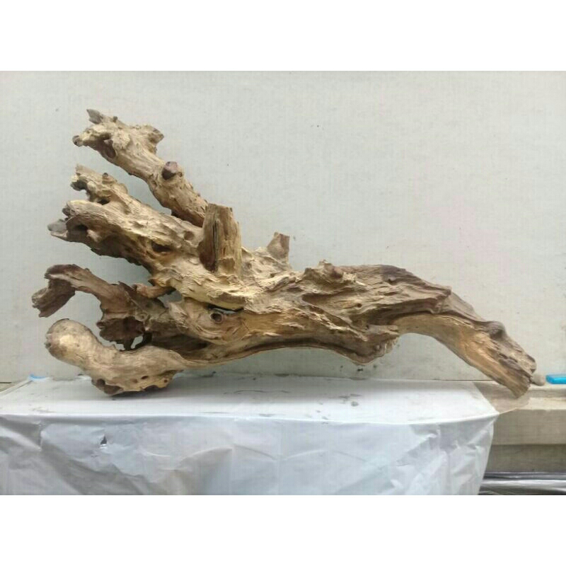 kayu rentek besar belum tenggelam