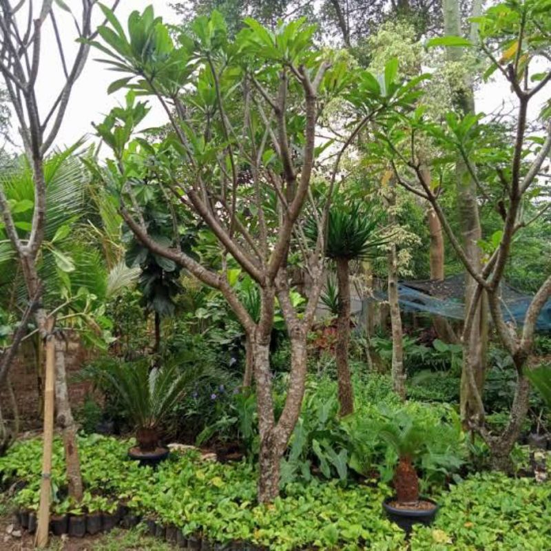 POHON KAMBOJA BALI TINGGI 3MTR - 4MTR BUNGA PINK/KUNING - KAMBOJA BALI BATANG BESAR SUPERR