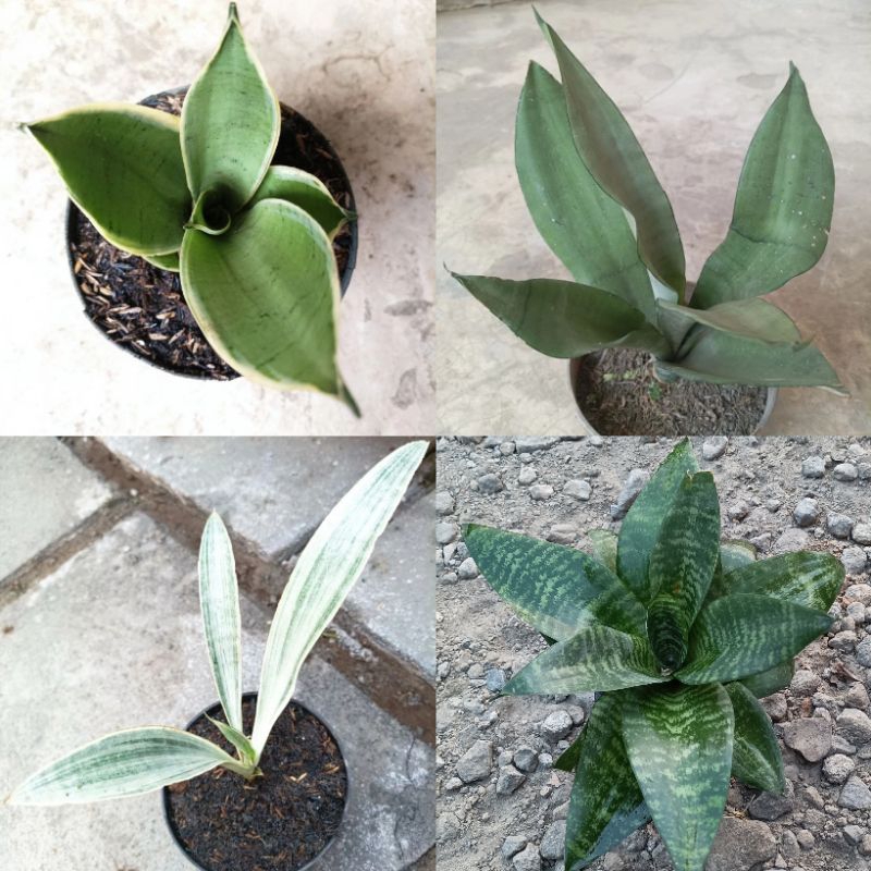 Sansivera Mini Hannycream Metalica Silver Kodok