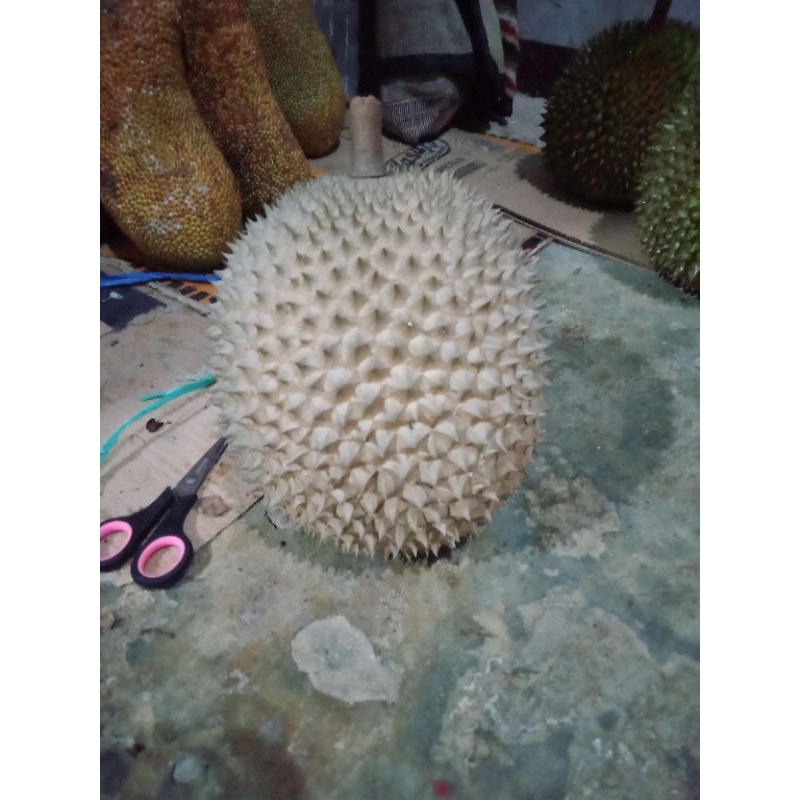 

durian montong