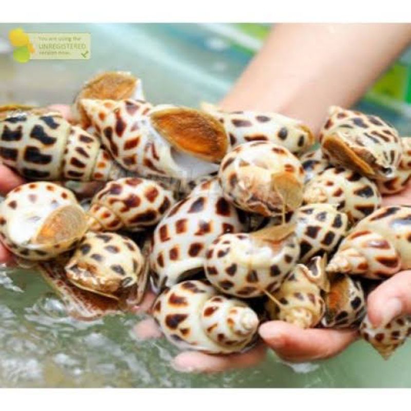 

KEONG MACAN HIDUP 2 KG