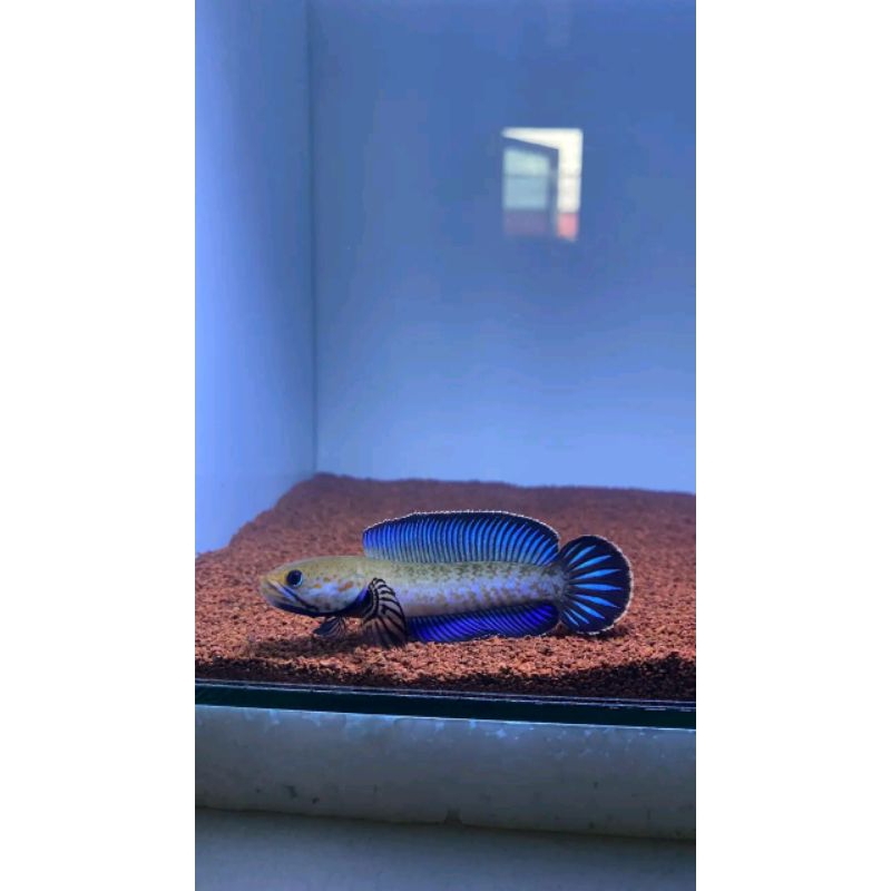 Andrao Big Size Siap Kontes Size 8-10cm