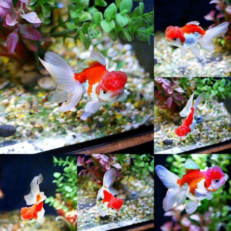 koki oranda merah putih