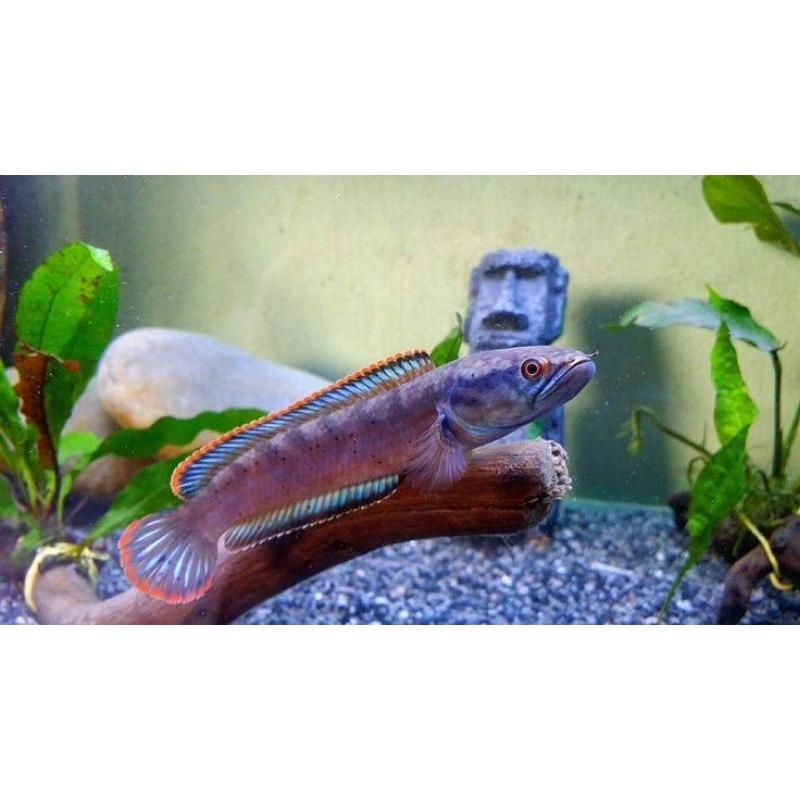 

Chana Fire and ice size 4-7 cm