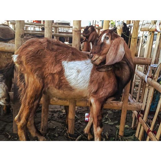 Kambing Qurban Halal