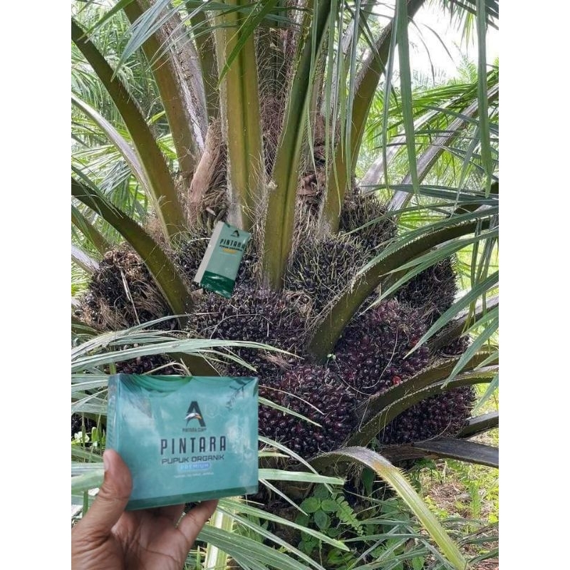 Pupuk Sawit Agar Buah Lebat Pintara Premium