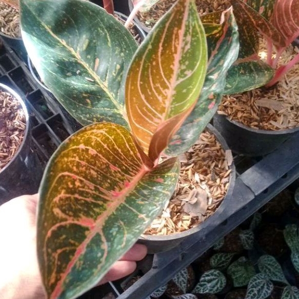 Tanaman Aglonema TIARA MERAH