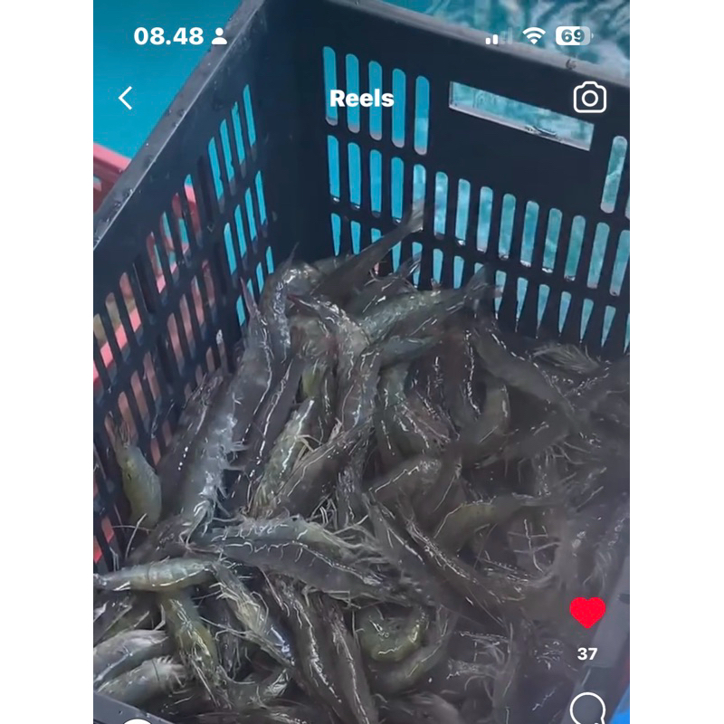 

UDANG VANAMI HIDUP / LIVE VANAMI 1KG PO