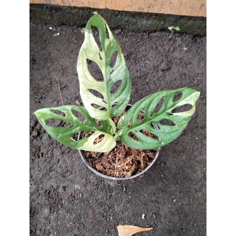 Monstera Janbol Varigata Putih