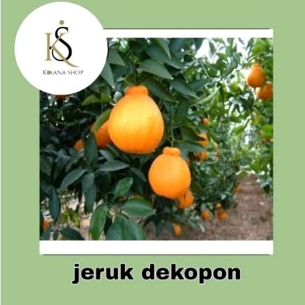bibit jeruk dekopon/bibit tanaman jeruk dekopon