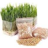 BIJI GANDUM RUMPUT KUCING - Benih Biji Gandum Rumput Cat Grass Wheatgrass