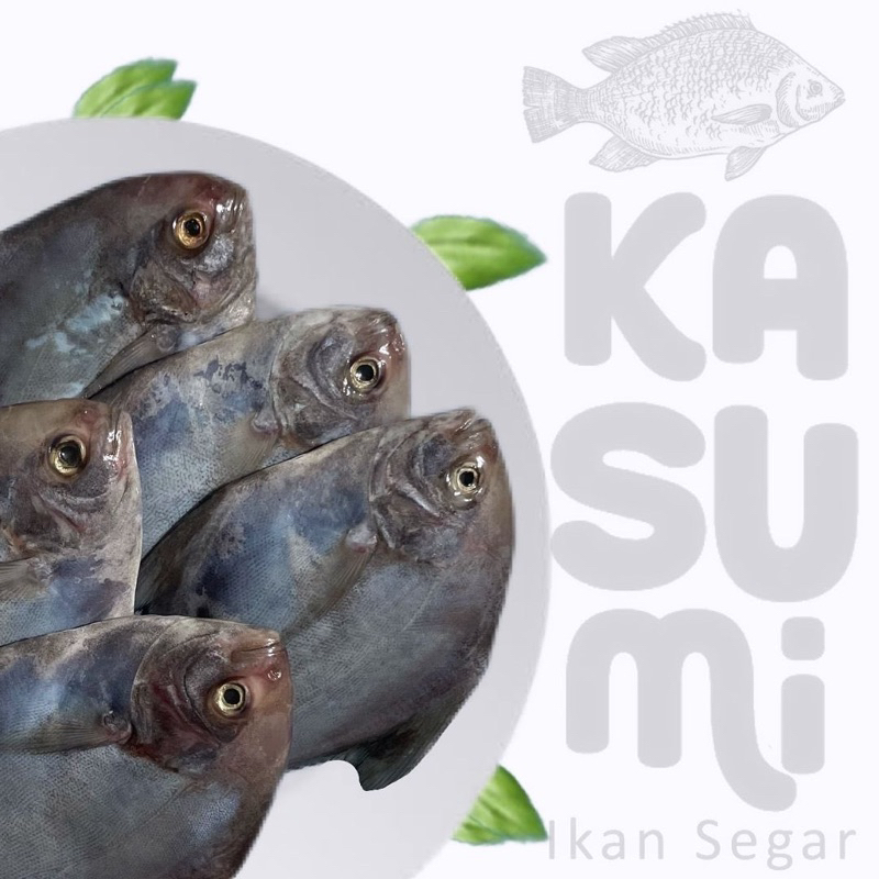 

IKAN BAWAL LAUT FRESH