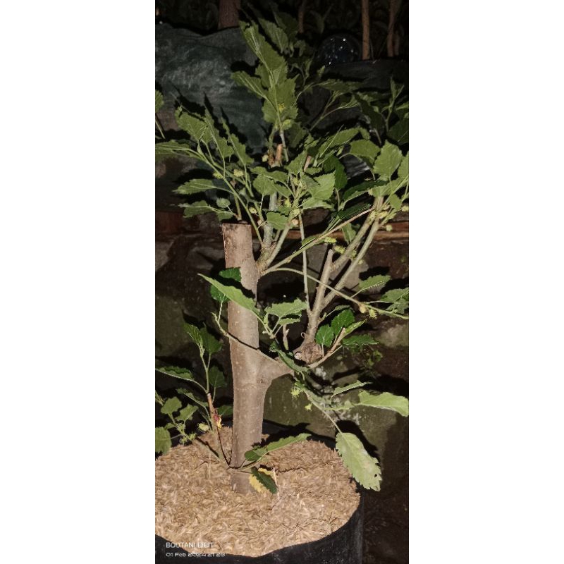 Murbei Batang Besar cangkok