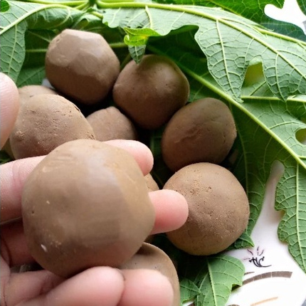 

ampo penghilang rasa pahit daun pepaya