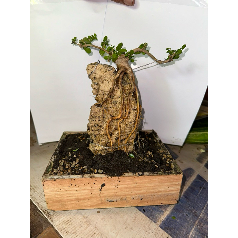 MAME SANCANG EXPOST AKAR