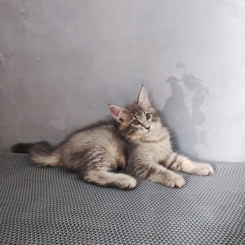 Kucing Mainecoon Nonped
