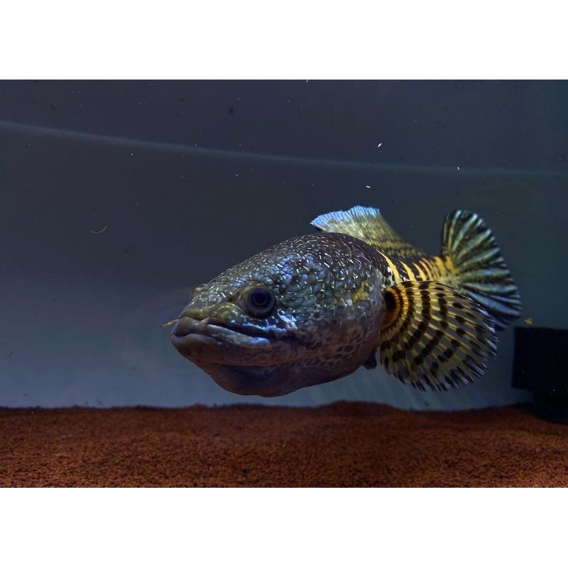 Chana Auranti (+25 cm)