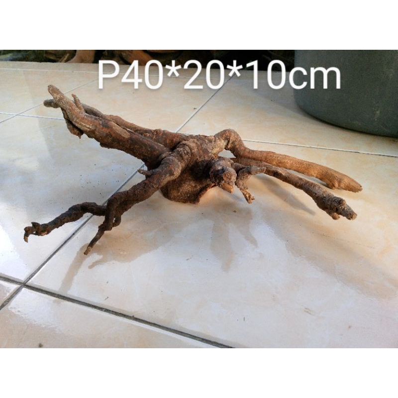 akar kayu santigi aquascape