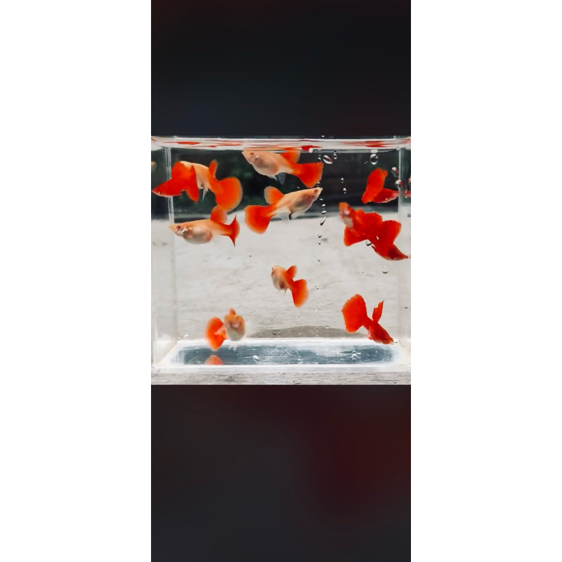 Guppy AFR mata Merah delima merah pekat bagus banget