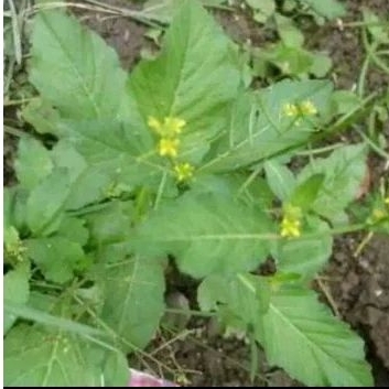 bibit tanaman sawi tanah 10 pcs