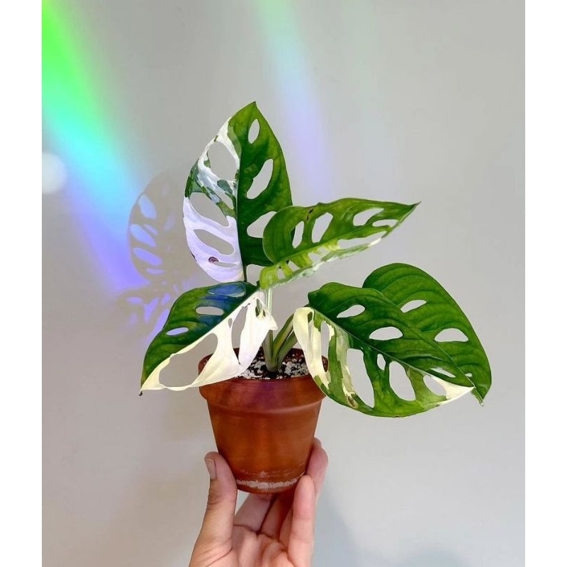 Andasoni Variegata Janda Bolong Jepang Variegata Janbol Jepang Tanaman Hias Hidup Bunga Hidup