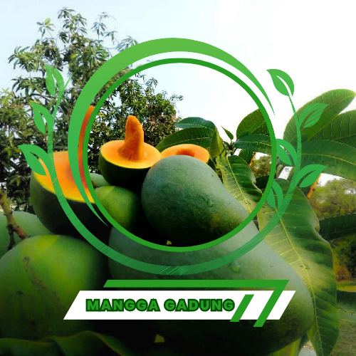 Bibit Mangga Gadung