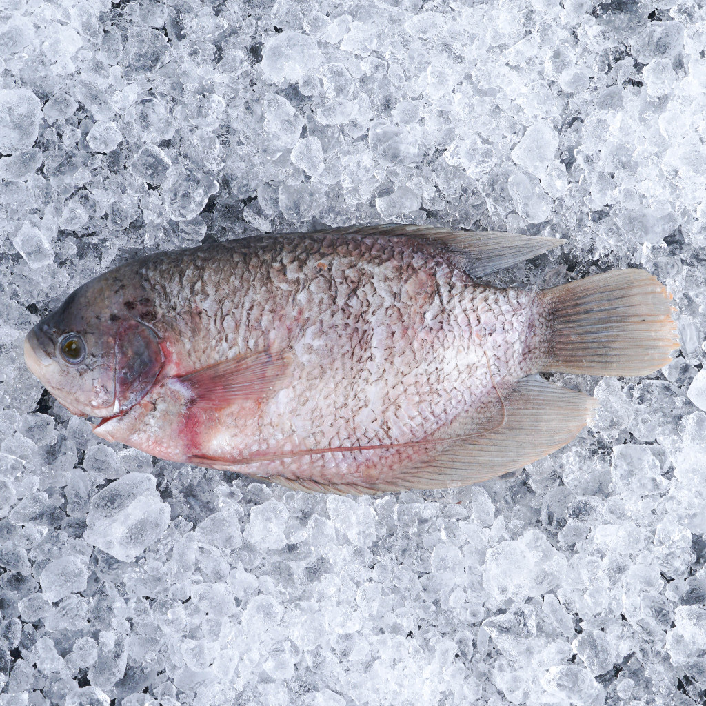 

Gurame Jumbo Fresh Sudah Bersih Diproses dari Ikan Hidup Ukuran 600 - 700 gr