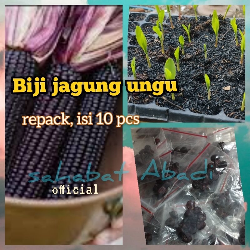 

Biji jagung ungu 20 butir