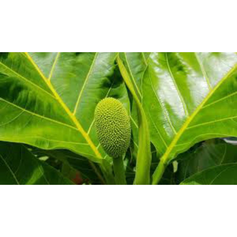 

Daun sukun segar 50 lembar