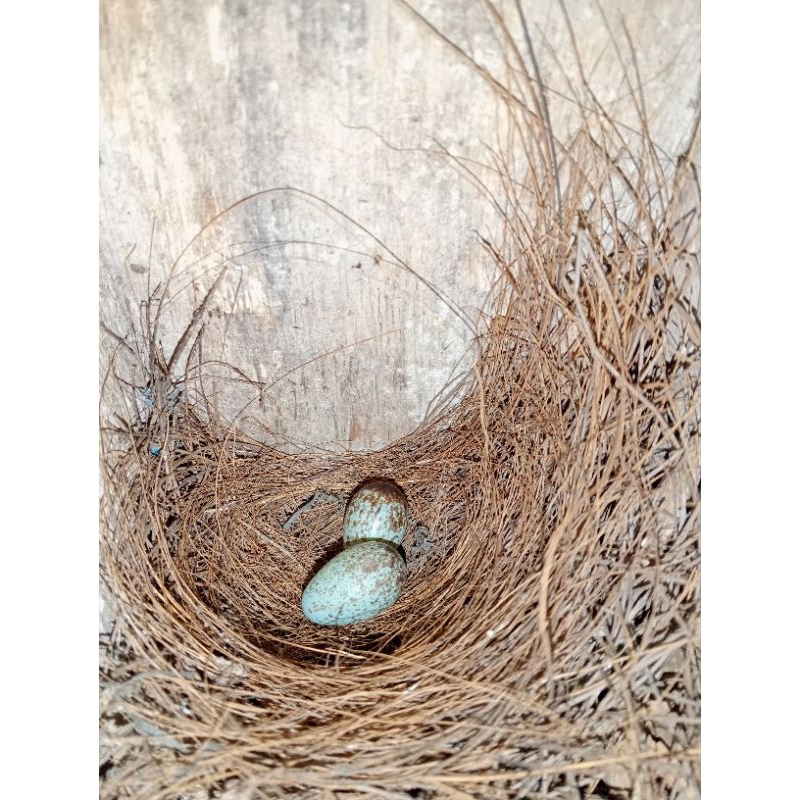 unjalan burung murai serabut lurus/unjalan ciblek/sarang kenari/sarang burung