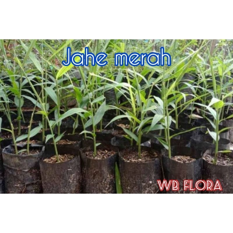 

Jahe Merah Tanaman Obat / herbal