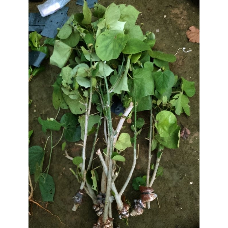 Waru India Super Bibit bonsai waru