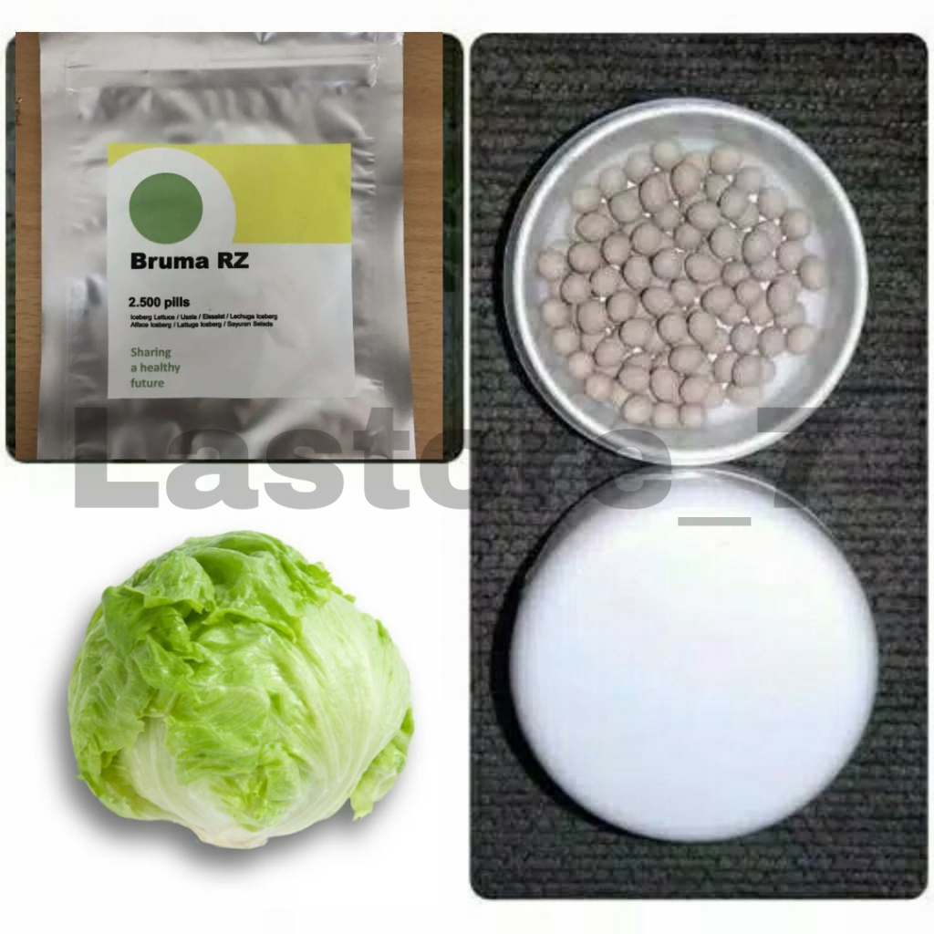 Benih Selada BRUMA RZ Repack 25 Pills Iceberg Lettuce Rijk Zwaan